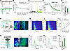 Ppp2r1a haploinsufficiency increases presynaptic Pr in excitatory synapses.