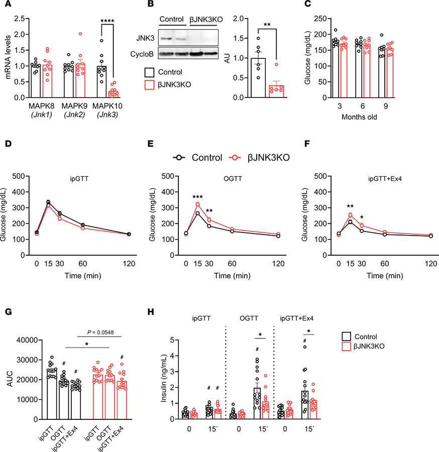 Deletion of JNK3 in β cells results in glucose intolerance and defective...