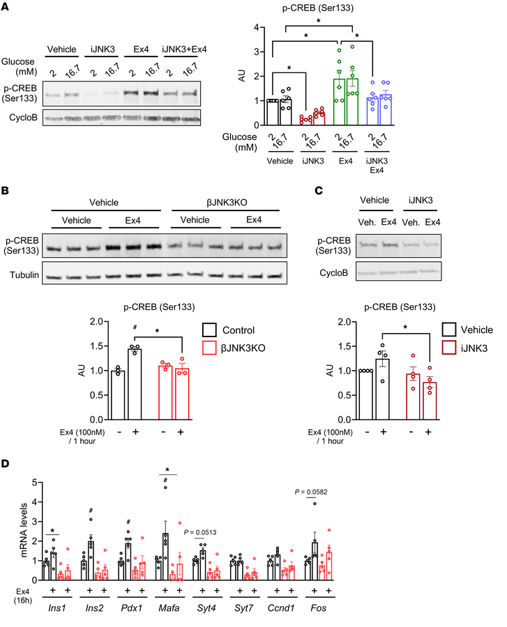 JNK3 inhibition reduces in vitro GLP-1R–mediated signaling by reduction ...