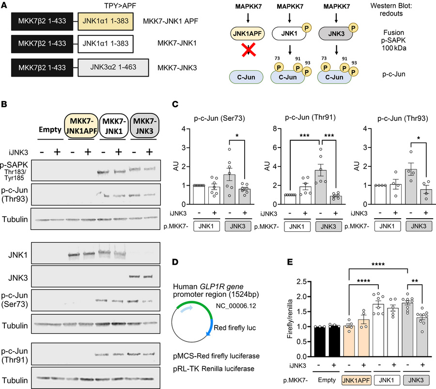 Transcriptional activation of the GLP1R is directly mediated by JNK.
(A)...