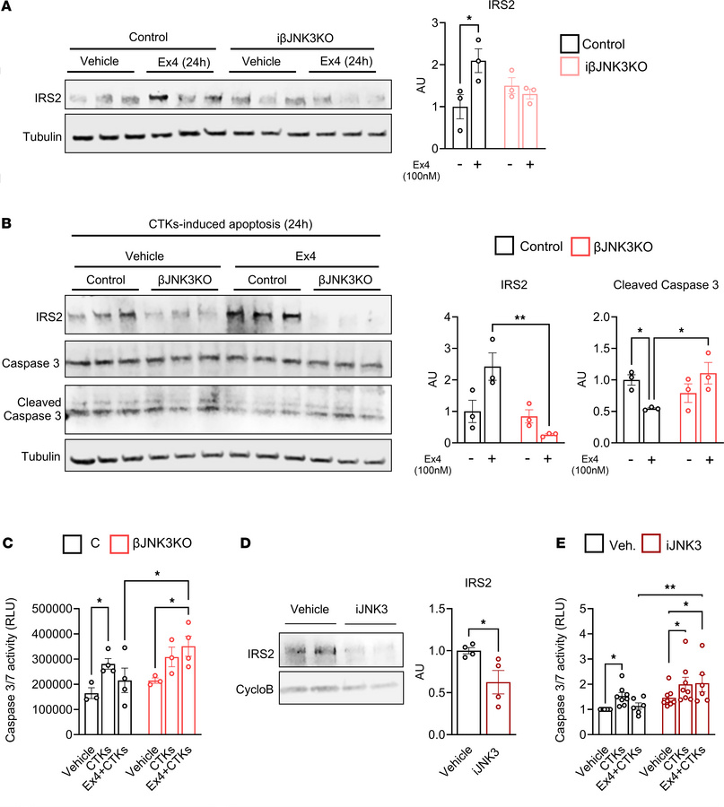 Protective effect of Ex4 against cytokine-induced apoptosis are mediated...