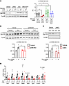 JNK3 inhibition reduces in vitro GLP-1R–mediated signaling by reduction of