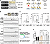 Transcriptional activation of the GLP1R is directly mediated by JNK.