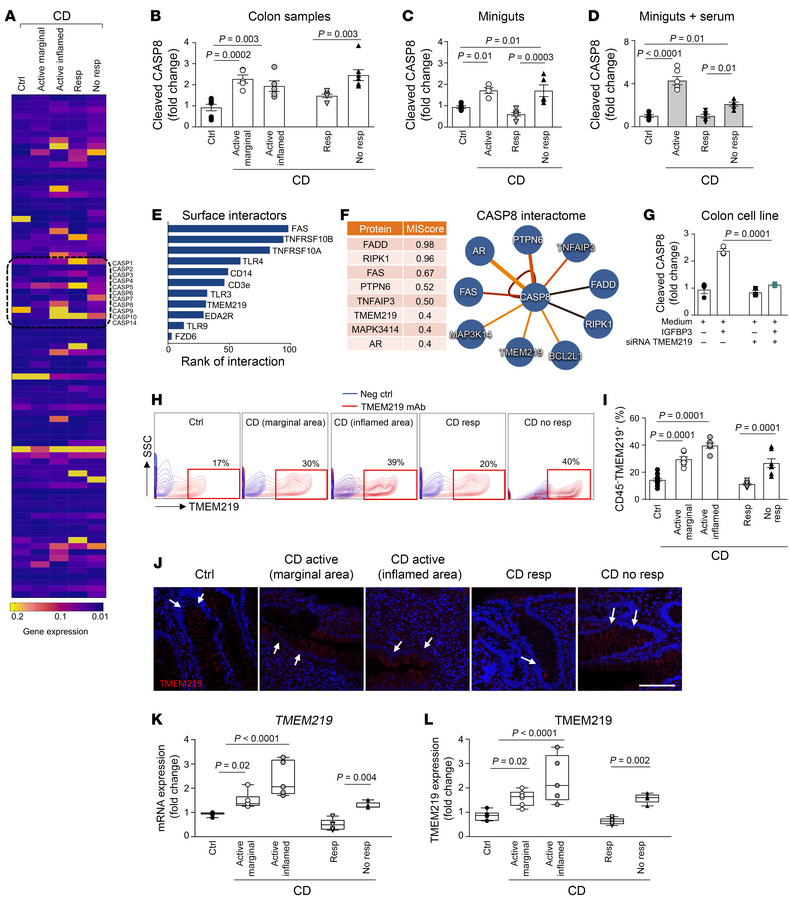 Dysfunctional Caspase-8–mediated TMEM219 signaling in Crohn’s disease.
(...