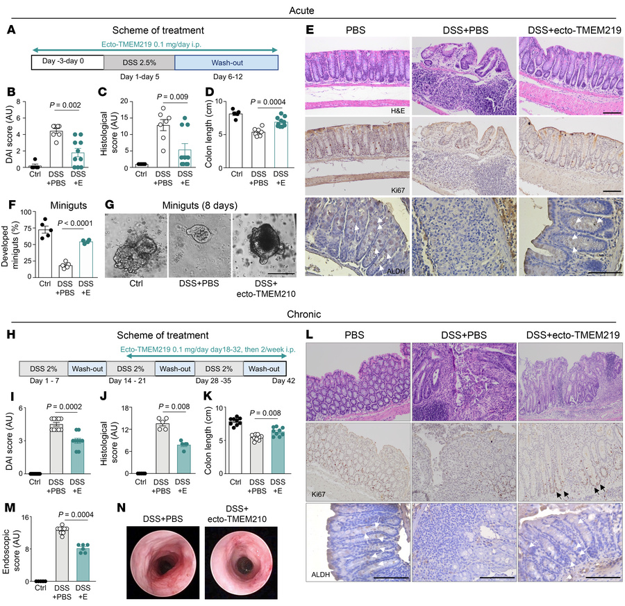 Pharmacological blockade of IGFBP3/TMEM219 signal ameliorates DSS-mediat...