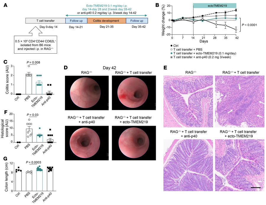 Pharmacological blockade of the IGFBP3/TMEM219 signaling improves coliti...