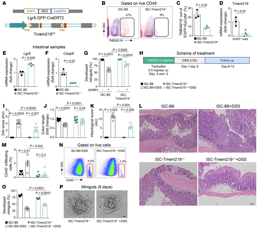 TMEM219 genetic deletion in ISCs ameliorates acute colitis in vivo.
(A)....