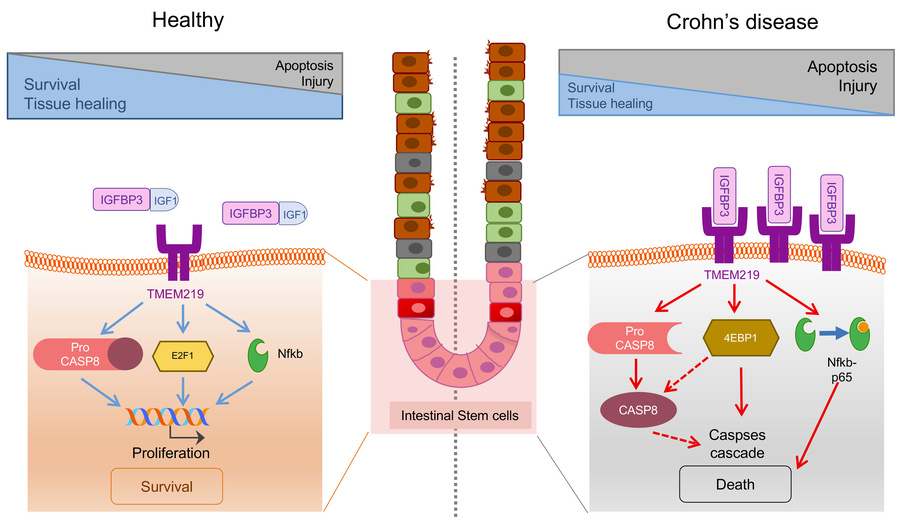 graphical abstract