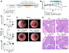 Pharmacological blockade of the IGFBP3/TMEM219 signaling improves colitis i