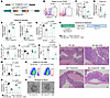TMEM219 genetic deletion in ISCs ameliorates acute colitis in vivo.