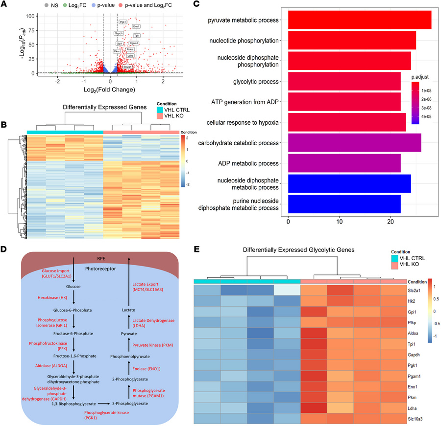 VHL ablation in photoreceptors results in glycolytic reprogramming and r...