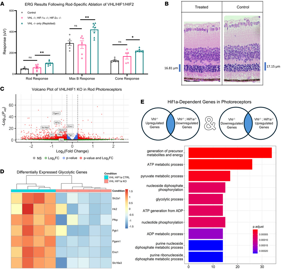 Rod-Expression of HIFs are essential for VHL-mediated rescue and transcr...
