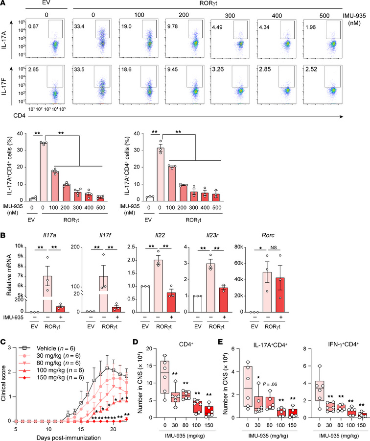 IMU-935 prevents Th17-dependent EAE via inhibiting Th17 differentiation....