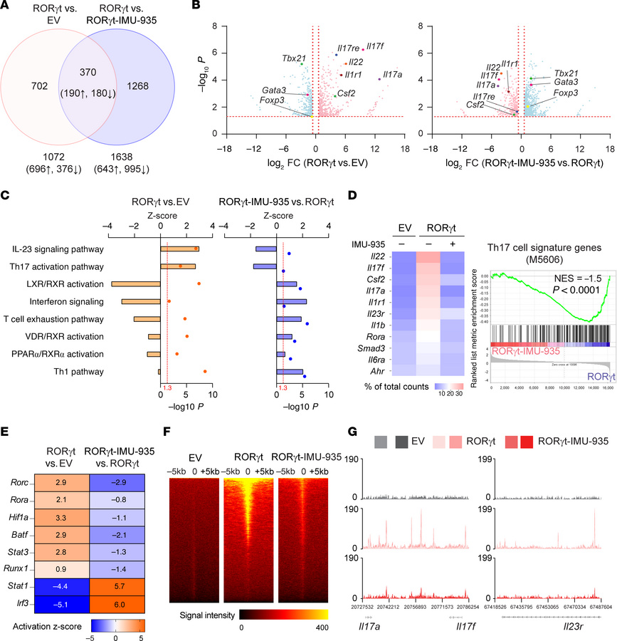 IMU-935 inhibits RORγt target genes critical for Th17 differentiation.
(...