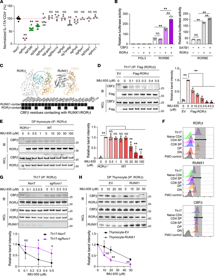 IMU-935 inhibits RORγt’s interaction with cofactor CBFβ in Th17 cells bu...