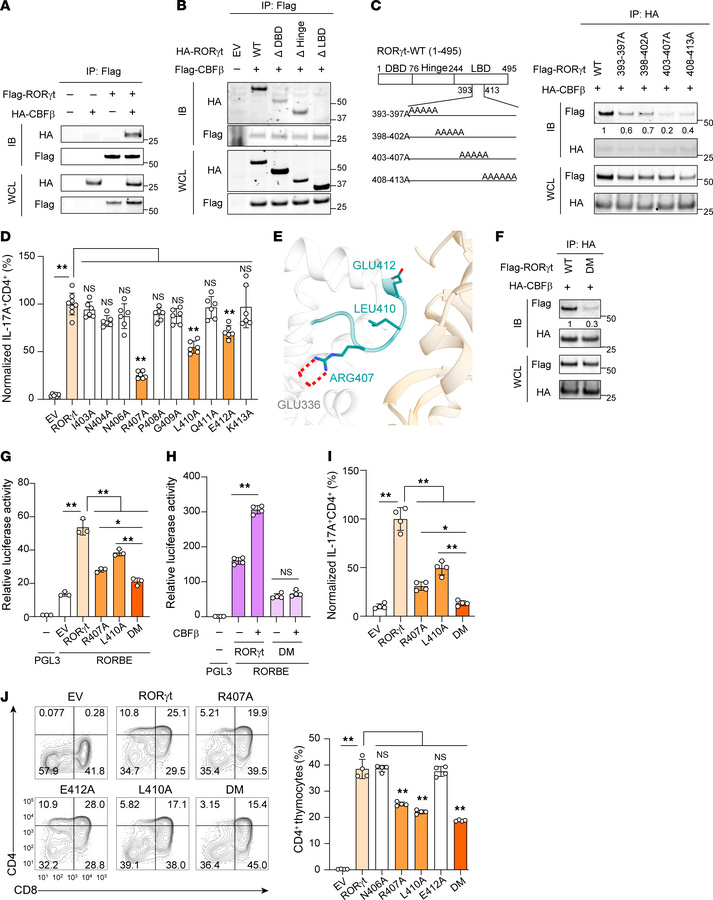 The interaction between RORγt and CBFβ is essential for Th17 differentia...