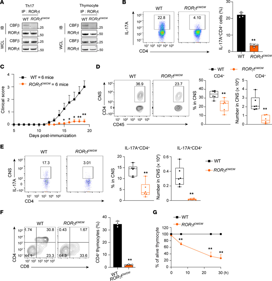 
RORγtDM/DM mice have defective Th17 differentiation and thymocyte devel...