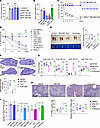 IMU-935 does not affect thymocyte development and survival.