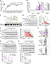IMU-935 inhibits RORγt’s interaction with cofactor CBFβ in Th17 cells but n