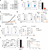 RORγtDM/DM mice have defective Th17 differentiation and thymocyte developme
