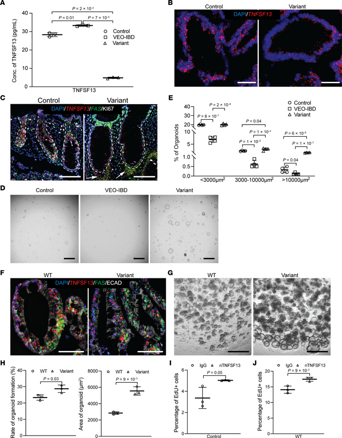 TNFSF13 variant colonoids/organoids exhibit enhanced colonoid formation ...