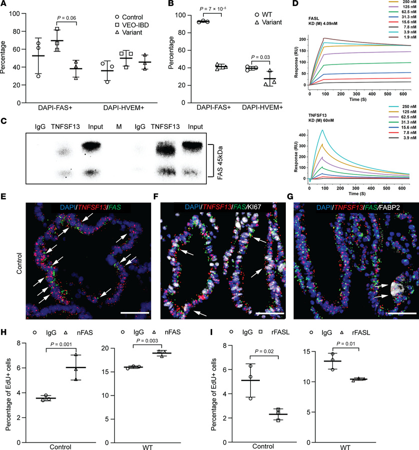 FAS is a receptor for TNFSF13 in colonic epithelial cells.
Percentage of...