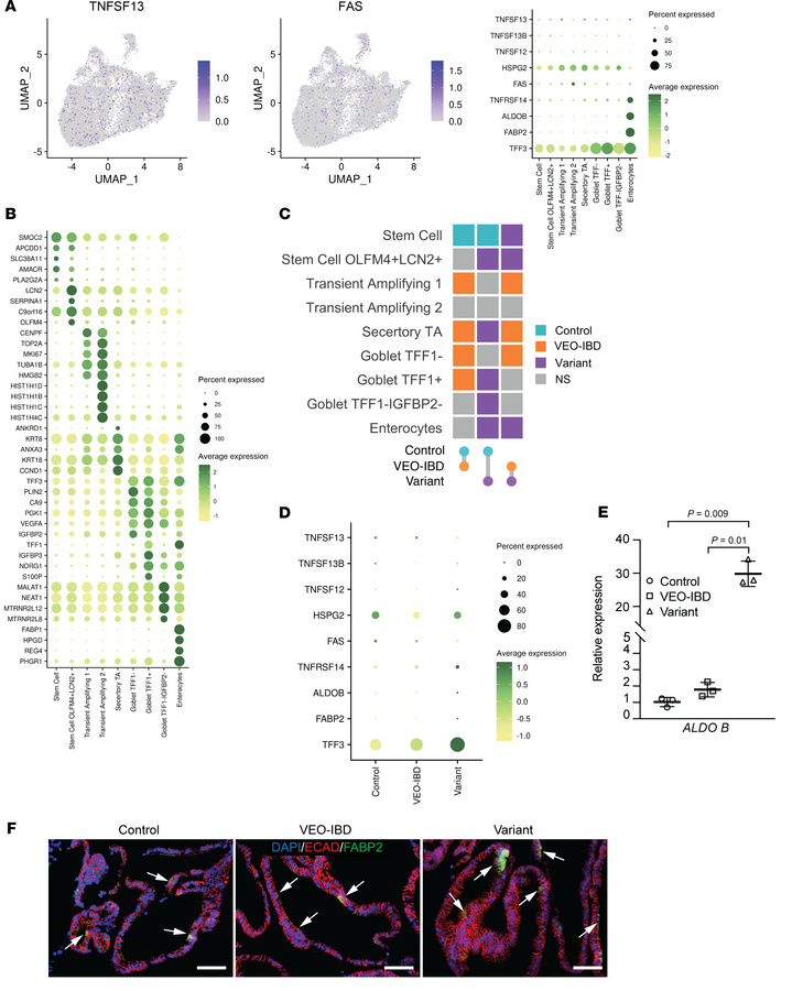 Transcriptomic profiling in human colonoids.
(A) UMAP showing the expres...