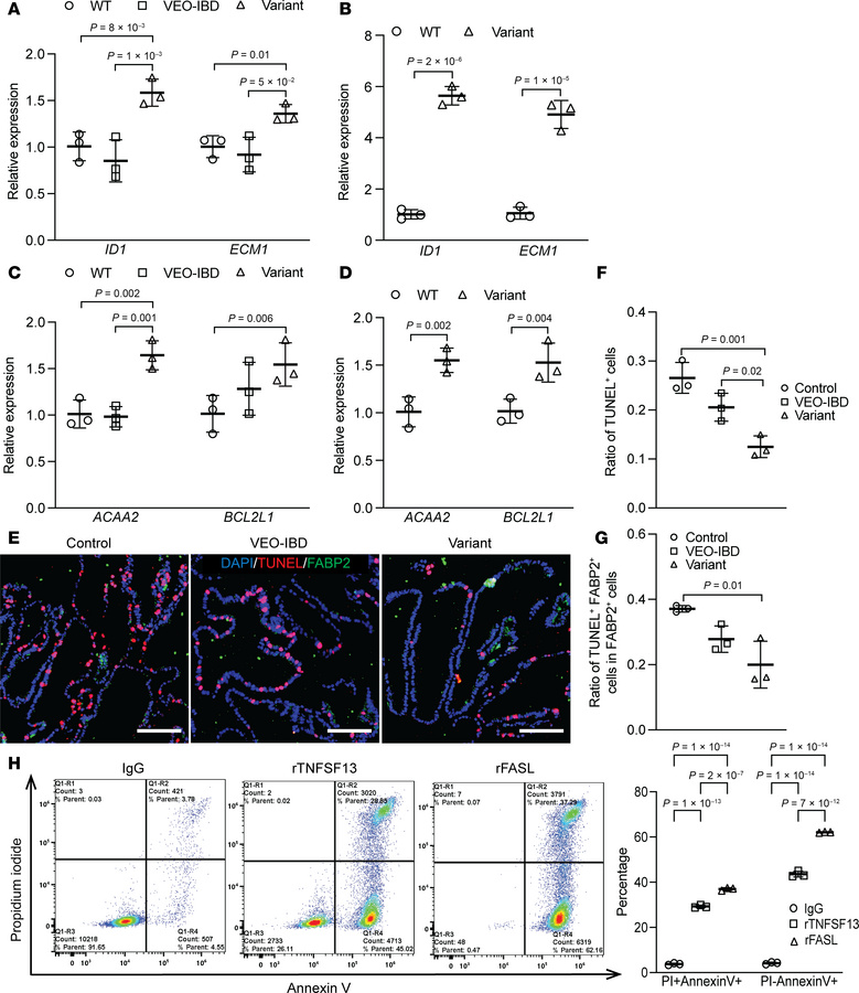 TNFSF13 augments the balance of apoptosis and proliferation through FAS-...