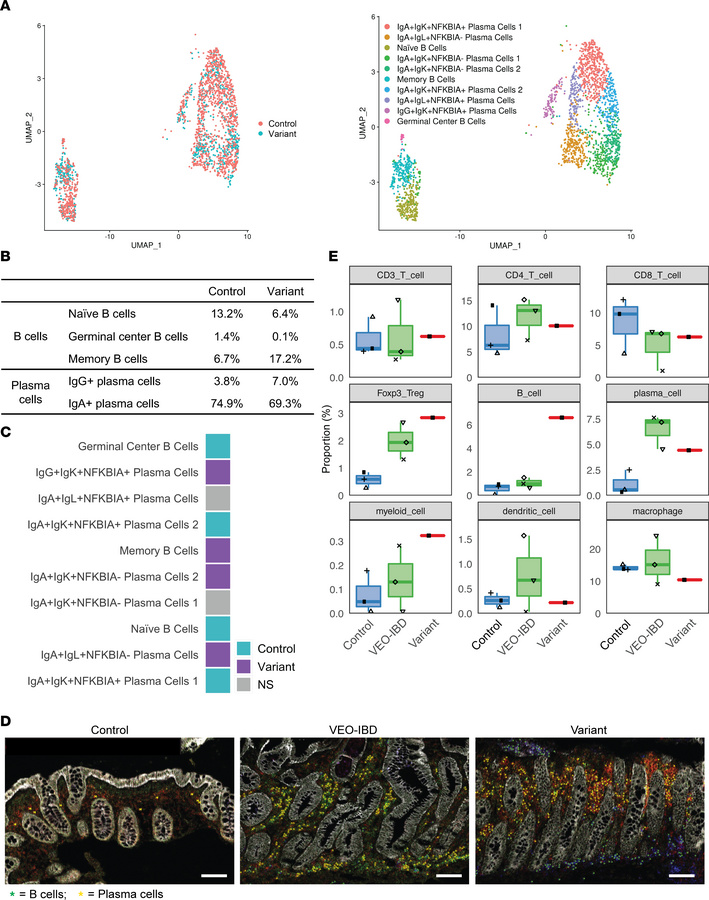 Increased abundance of memory B cells and depletion of IgA+ plasma cells...