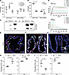 FAS is a receptor for TNFSF13 in colonic epithelial cells.