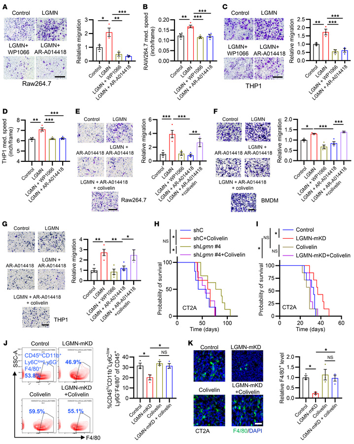 LGMN promotes macrophage migration and tumor progression through the GSK...