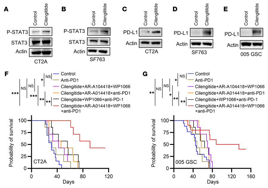 Inhibition of integrin αv, GSK3β, and STAT3 synergizes with anti–PD-1 th...