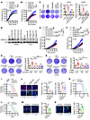 Integrin αv is essential for LGMN-induced GBM cell proliferation.