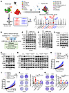 LGMN promotes GBM cell proliferation by activating AKT and p65 pathways.
