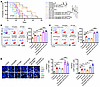 Combined inhibition of integrin αv and GSK3β or STAT3 activates antitumor i