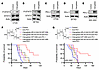 Inhibition of integrin αv, GSK3β, and STAT3 synergizes with anti–PD-1 thera