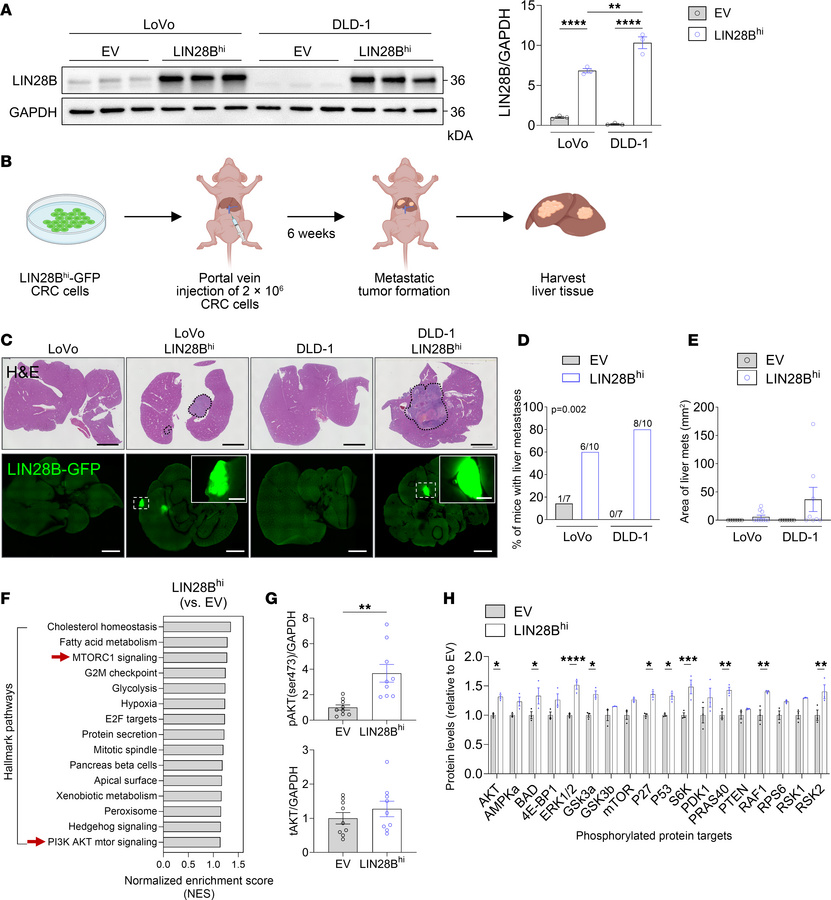 LIN28B expression in CRC cells activates the PI3K/AKT pathway and promot...