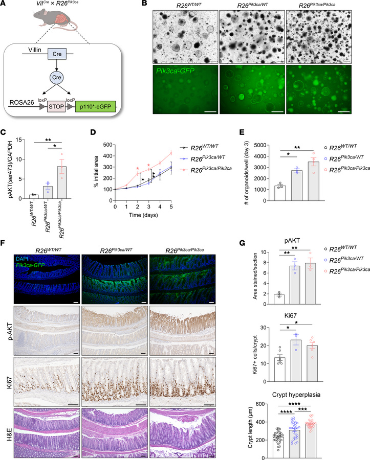 JCI - LIN28B-mediated PI3K/AKT pathway activation promotes metastasis ...