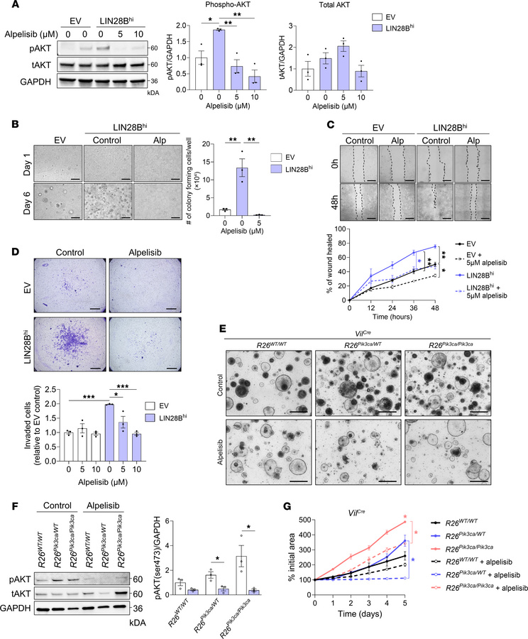 Alpelisib impairs LIN28B-induced cell migration and invasion and inhibit...
