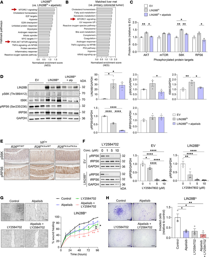 Pharmacologic inhibition of the S6K/RPS6 axis suppresses LIN28B-driven c...