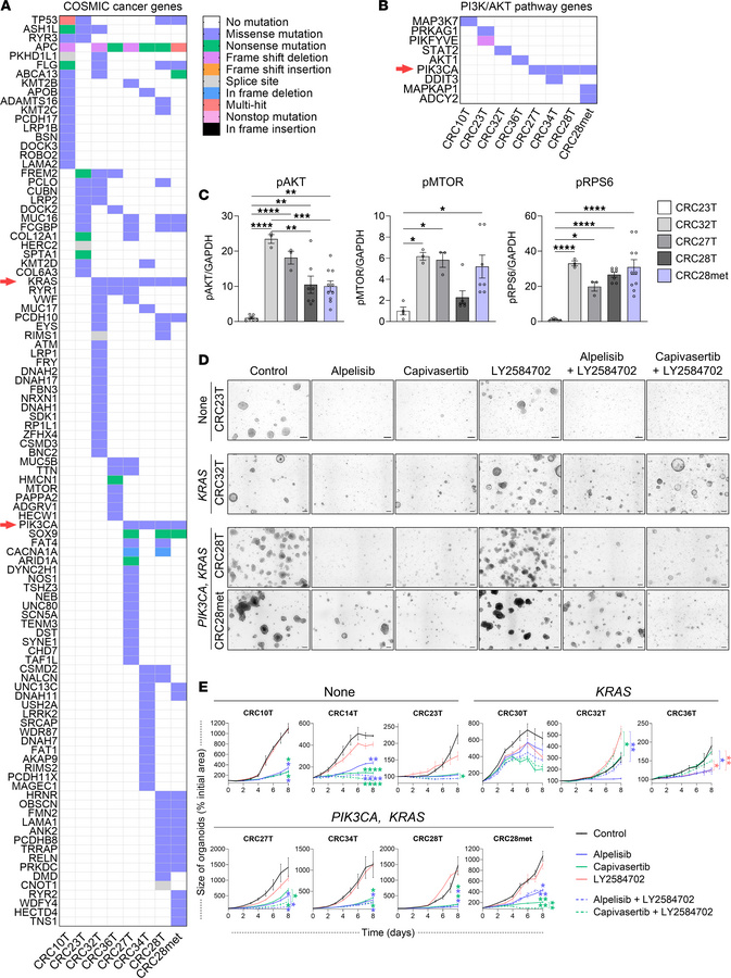 JCI - LIN28B-mediated PI3K/AKT pathway activation promotes metastasis ...