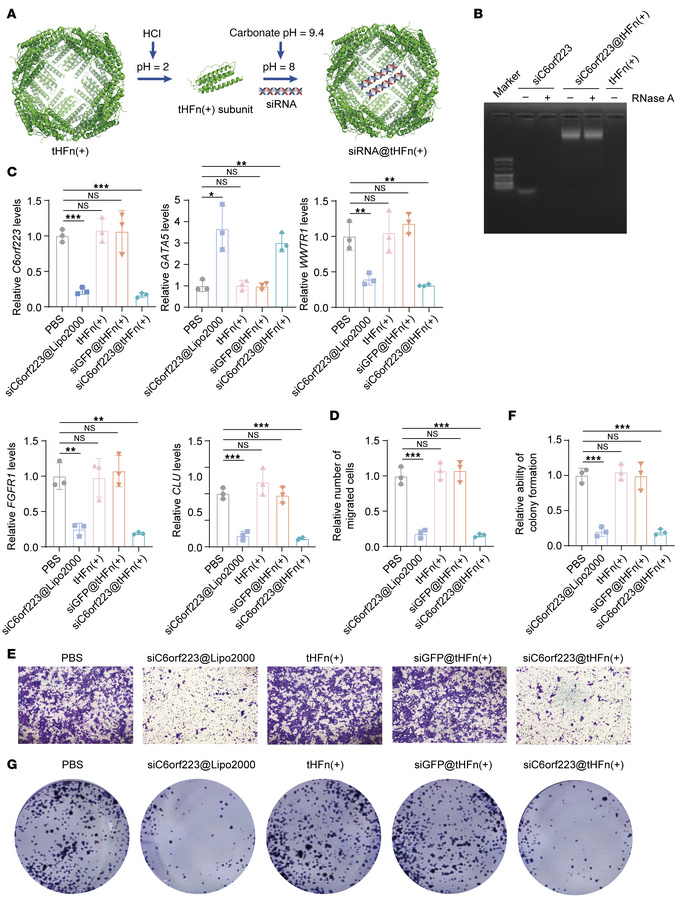 Targeting C6orf223 suppresses the proliferation and migration of CRC cel...
