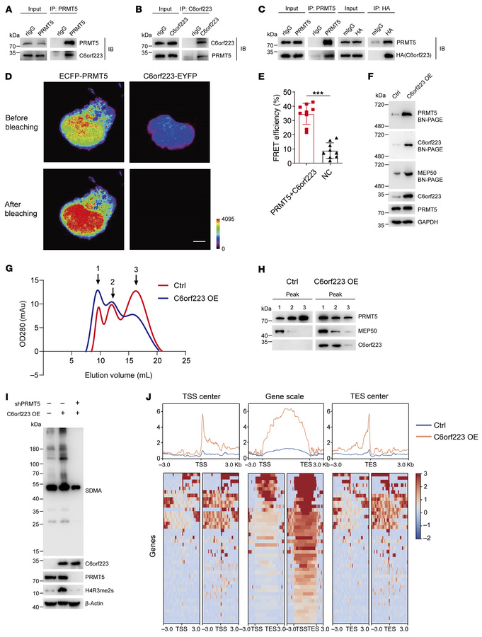 C6orf223 facilitates PRMT5-MEP50 hetero-octamer assembling.
(A) Co-IP wi...