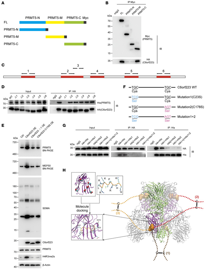 Molecular mechanism of C6orf223-mediated PRMT5-MEP50 hetero-octamer asse...