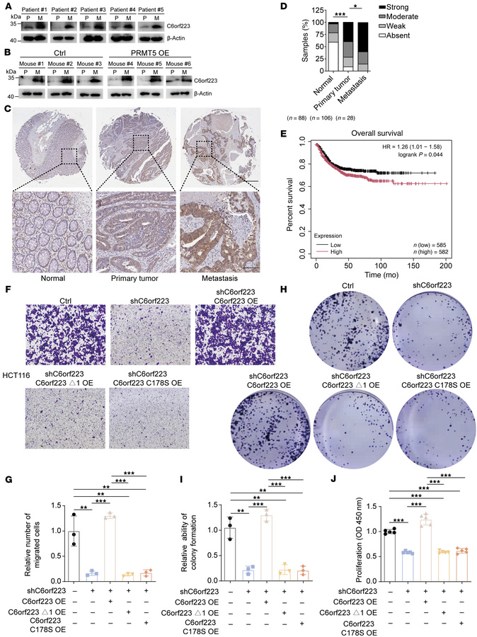 C6orf223 promotes the proliferation and migration of CRC cells in vitro....