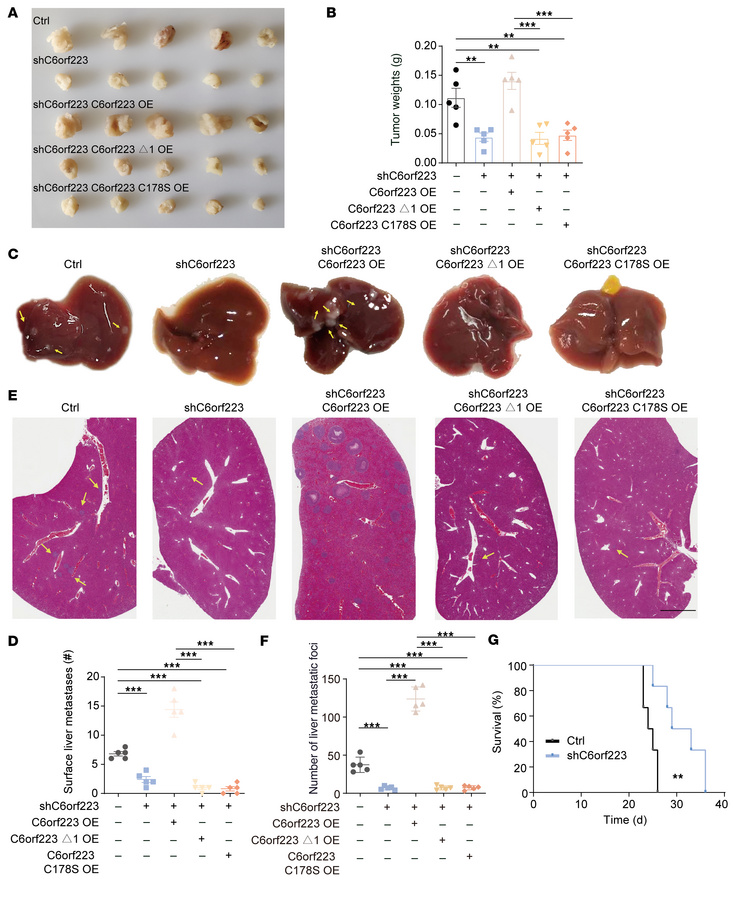 C6orf223 promotes the growth and metastasis of CRC in vivo.
(A and B) Re...