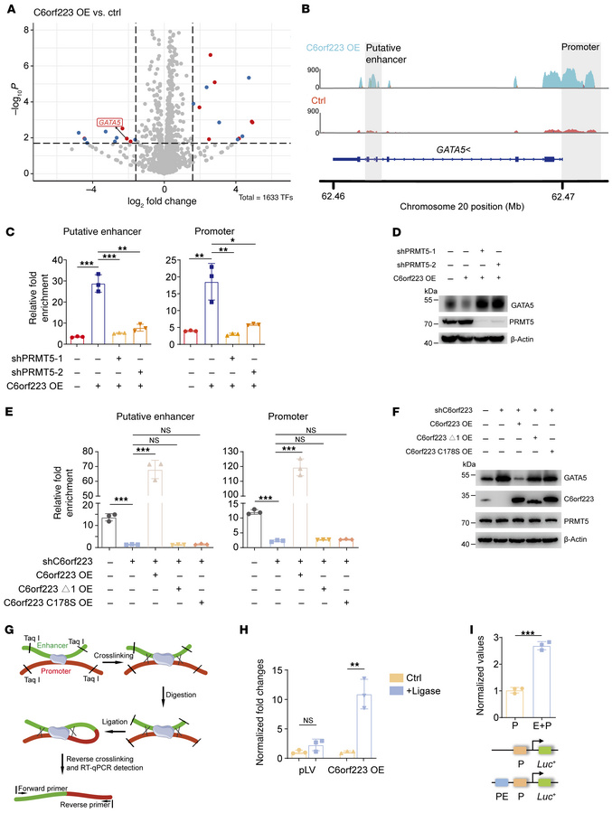 C6orf223 suppresses GATA5 expression through PRMT5-mediated H4R3me2s.
(A...