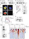 C6orf223 facilitates PRMT5-MEP50 hetero-octamer assembling.
