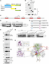 Molecular mechanism of C6orf223-mediated PRMT5-MEP50 hetero-octamer assembl
