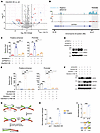 C6orf223 suppresses GATA5 expression through PRMT5-mediated H4R3me2s.